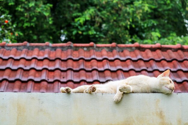 Foto gatto che dorme sul muro di supporto