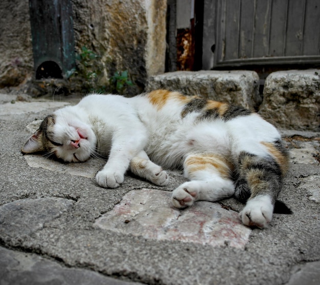 Foto un gatto che dorme per strada