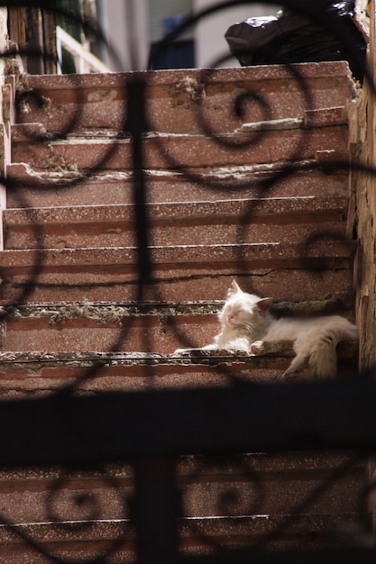 Cat sleeping on sunny stairs