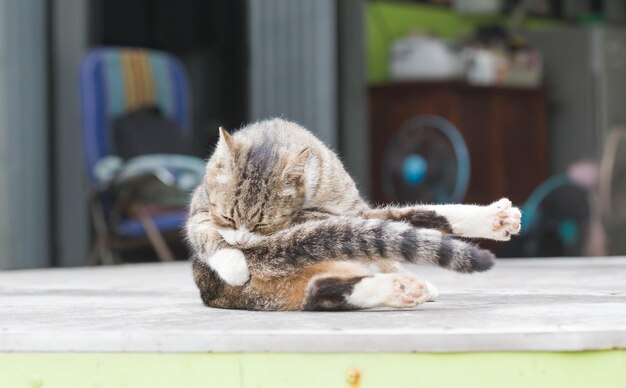 Cat sleeping on table