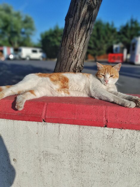 Cat sleeping on tree