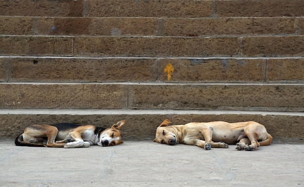 Photo cat sleeping on wall