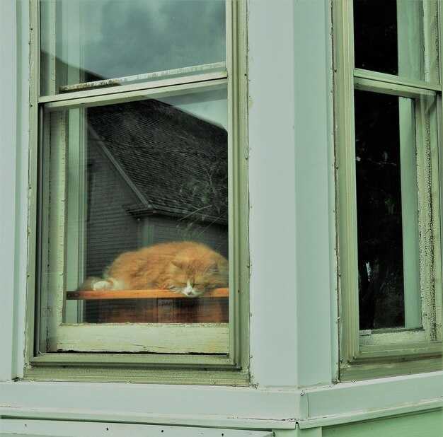 Cat sleeping in window