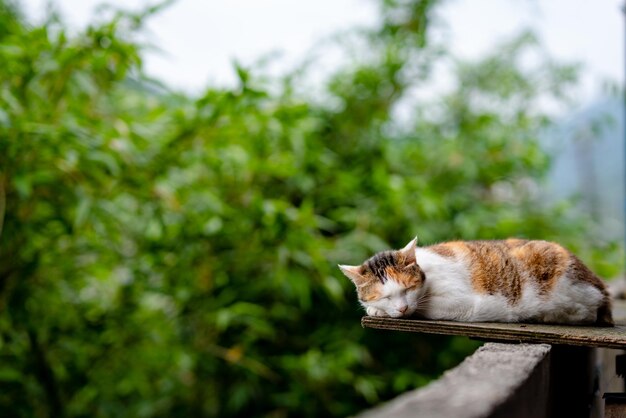 Photo cat sleeping on wood by trees