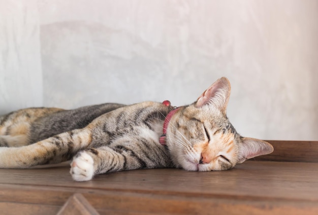 cat sleeping on wooden table at home