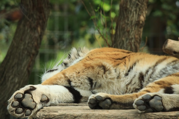 猫が眠っている