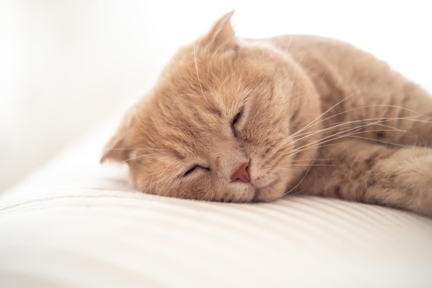 Photo a cat sleeps on a bed with its eyes closed.