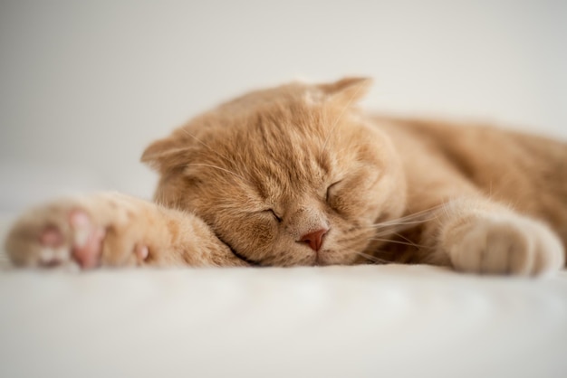 Photo a cat sleeps on a bed with its paw on the ground.