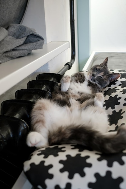 Cat sleeps funny near a warm radiator in cold winter in the house