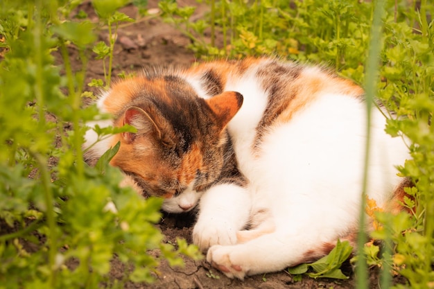 The cat sleeps in the garden threecolored cat