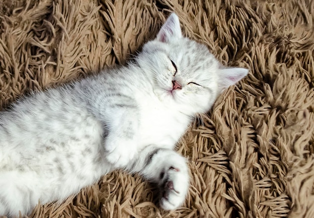 Кошка спит изолированно на ковре