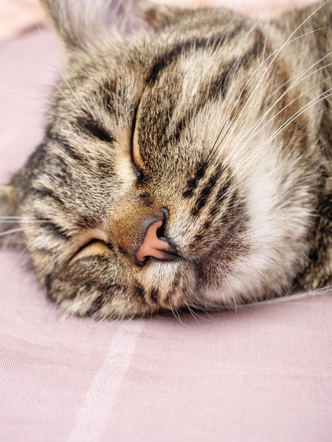 Cat sleeps on a light pink fabric