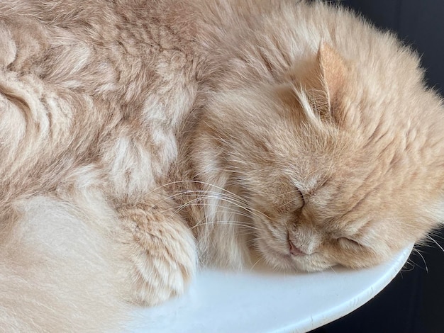 A cat sleeps on a plate with its eyes closed.