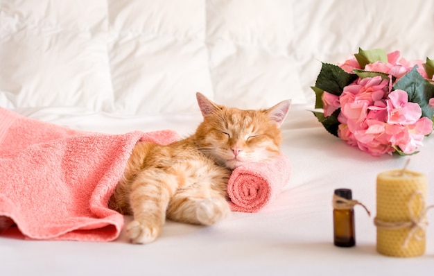 A cat sleeps resting his head on a towel on a massage table while taking spa treatments