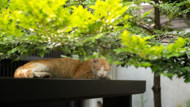 A cat sleeps on a table under a tree