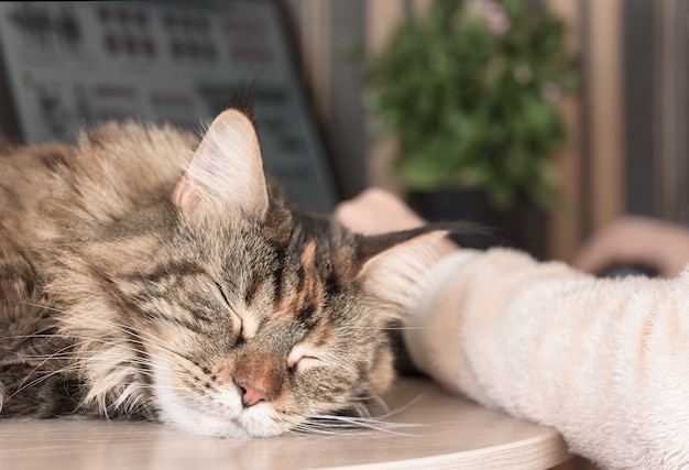 Cat sleeps on the table