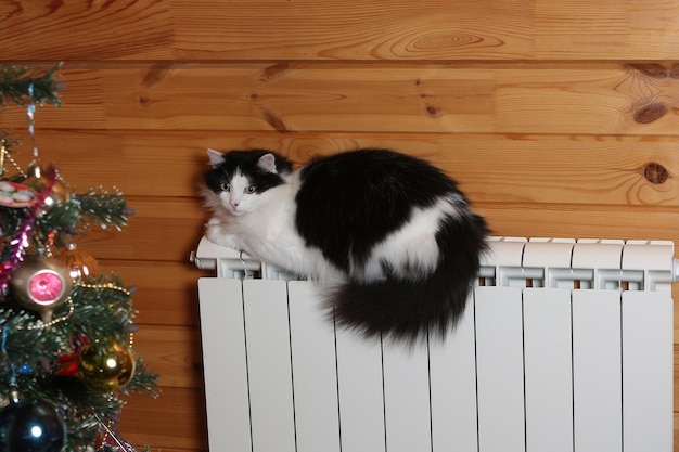 The cat sleeps on a warm battery on a cold winter day A domestic white and black cat warms up on a radiator near the wall in the house