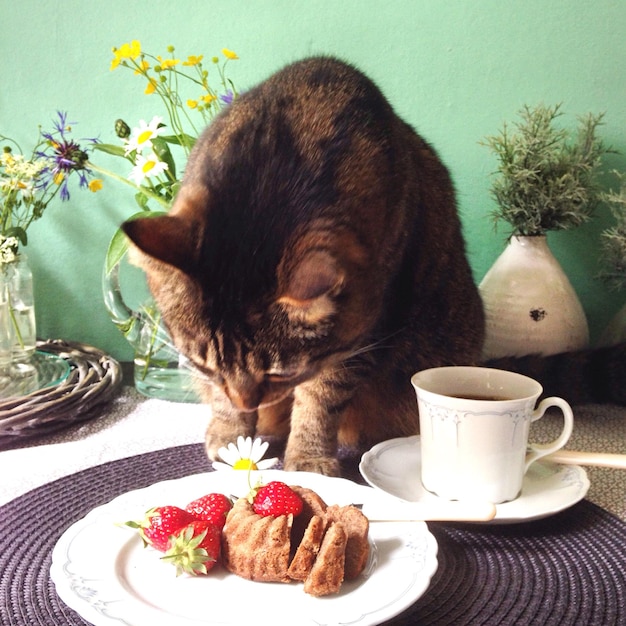 Cat smelling daisy flower on table