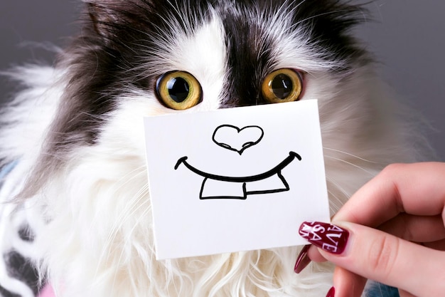 Cat and smile