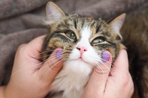 Foto il gatto sorride e si diverte ad essere accarezzato