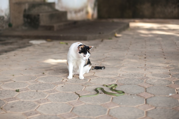 Cat and snake Koh Samui Thailand