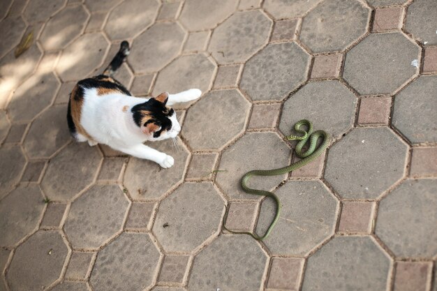 猫とヘビサムイ島タイ