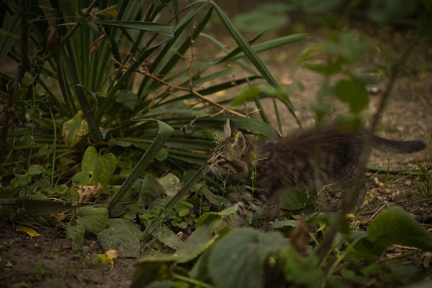 猫が花壇の葉っぱの中を潜り込み小さなふわふわしたタビー猫の子猫が自然を研究します