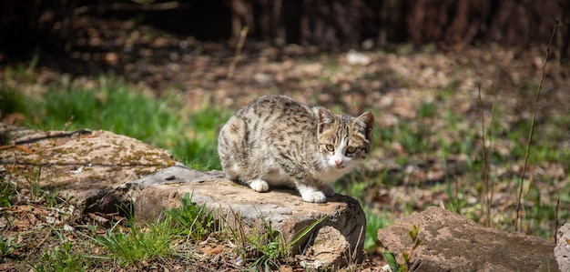 Кот подкрадывается в парке