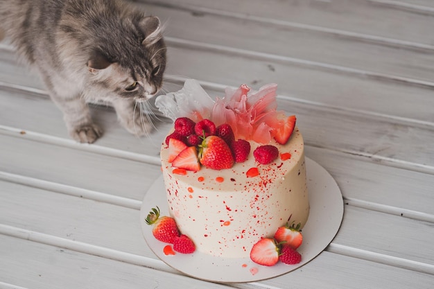 Foto il gatto annusa la torta di compleanno 1006