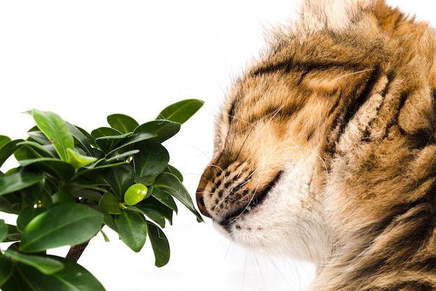 Cat sniffs bonsai