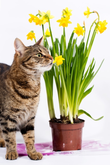 Cat sniffs flowers