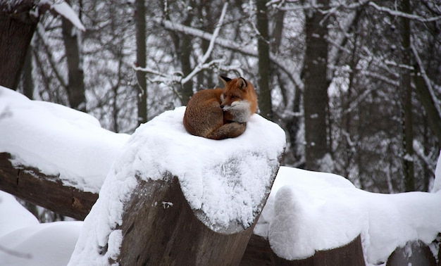 Cat on snow covered land