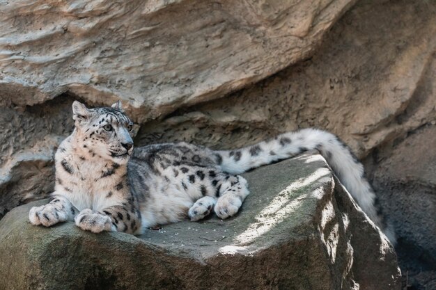 Photo cat snow leopard irbis uncia uncia