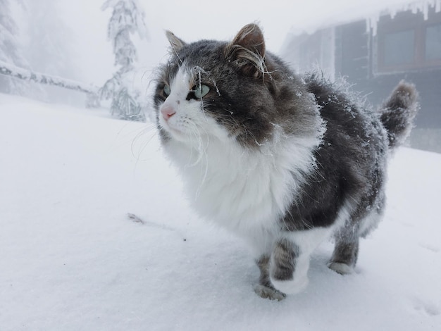 Кошка на снегу