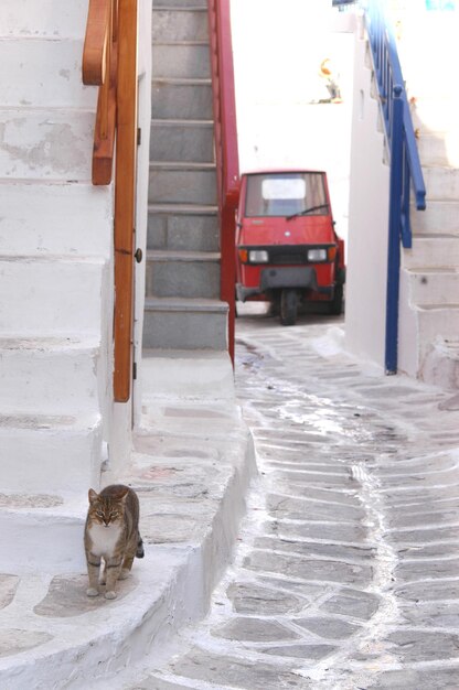 Cat in a snow