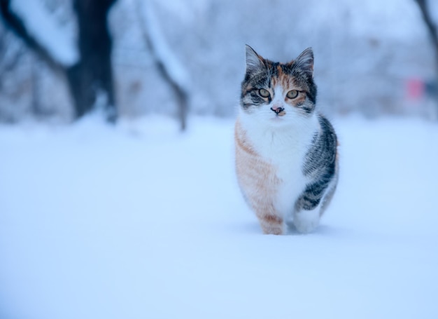 雪の上の猫