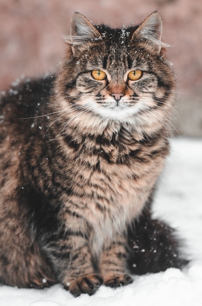 雪の中の猫