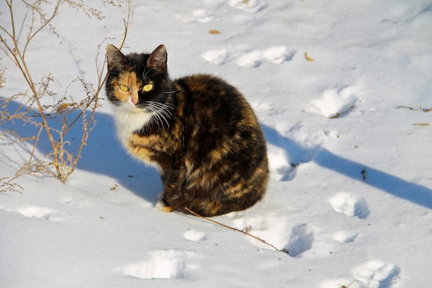 雪の中の猫