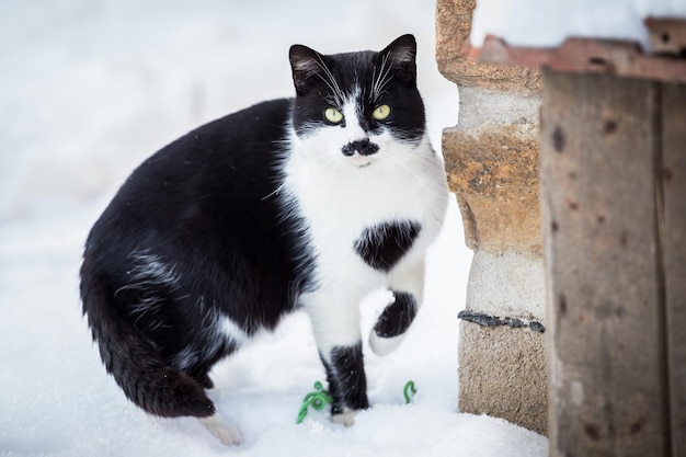 雪の中の猫