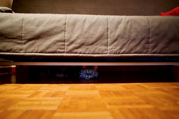 Photo cat under sofa at home