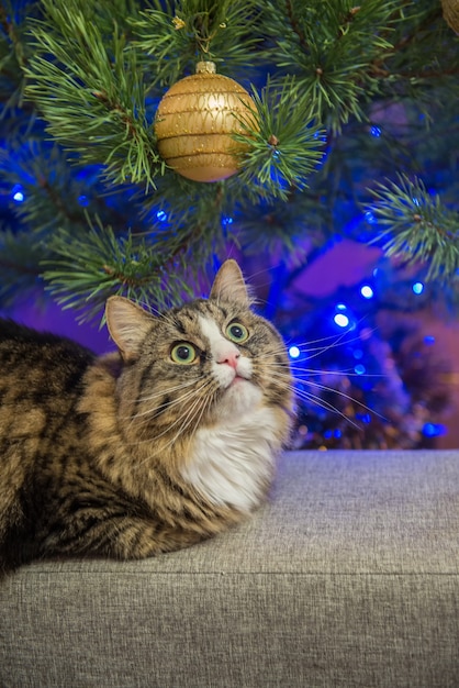 Cat on a sofa near the Christmas tree.