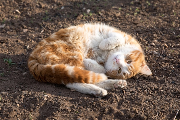 Cat in soil in garden