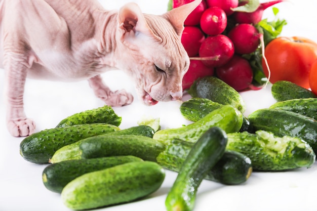 Sfinge di gatto che mangia cetriolo fresco