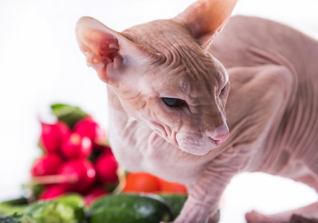 Cat sphinx eating fresh cucumber