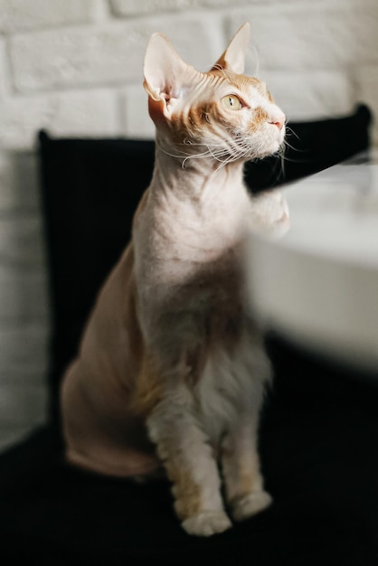 Cat The Sphinx A hairless purebred cat Pet