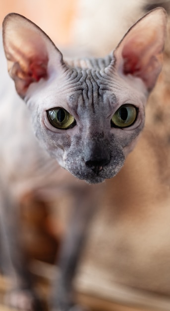 Cat of the Sphynx breed looks