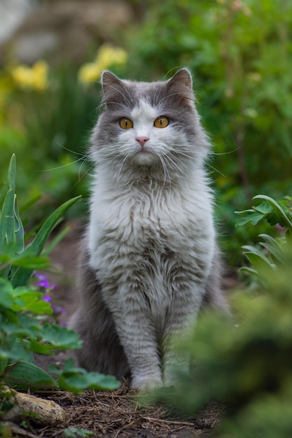 Cat in a spring colorful garden on a beautiful spring day Kitten sitting in flowers Cat sits in the garden of green lawn Cat sits in the garden