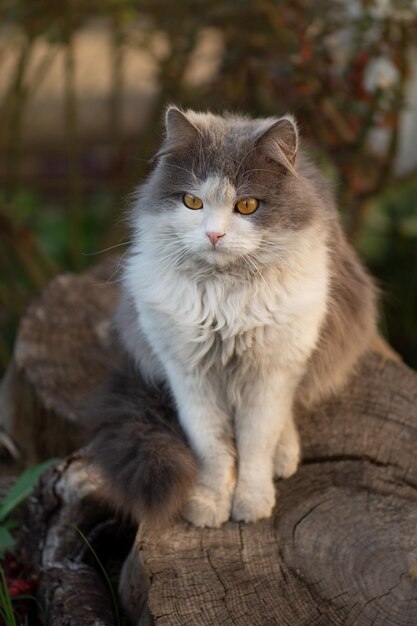 春の色とりどりの庭の猫夏の庭に座っている猫