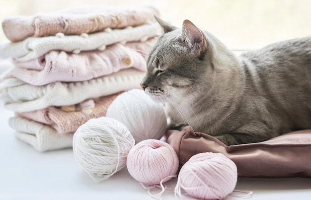 Cat stack of knitted clothes and balls of yarn knitting needles accessories for knitting Baby clothes Needlework hobby knitting handwork