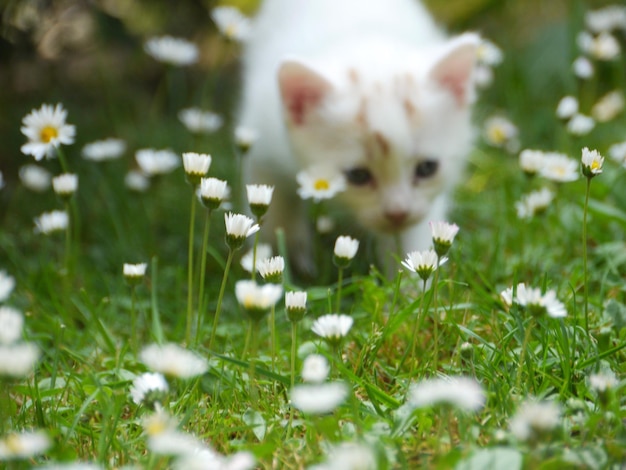 野原の白い花のそばに立っている猫